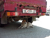 Македонским собакам очень жарко