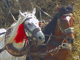 Румынские лошадки